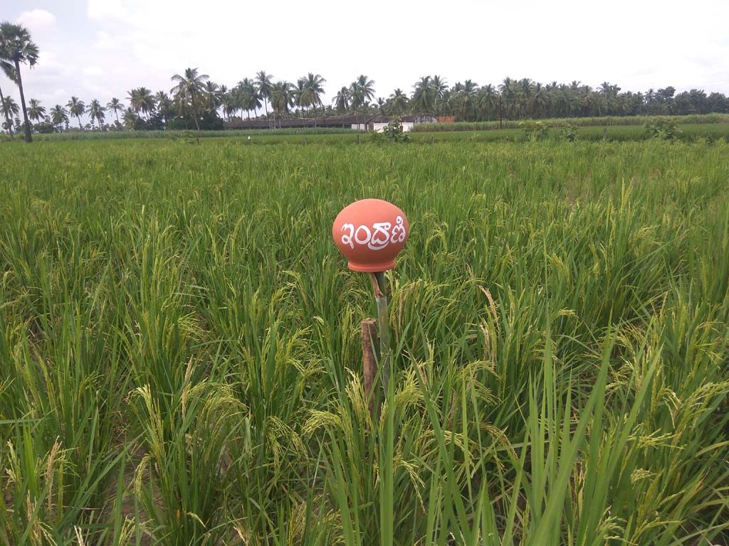 Navara-rice